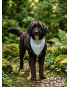 alfredo-fofao-mestico-poodle-small-2