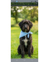 alfredo-fofao-mestico-poodle-small-0