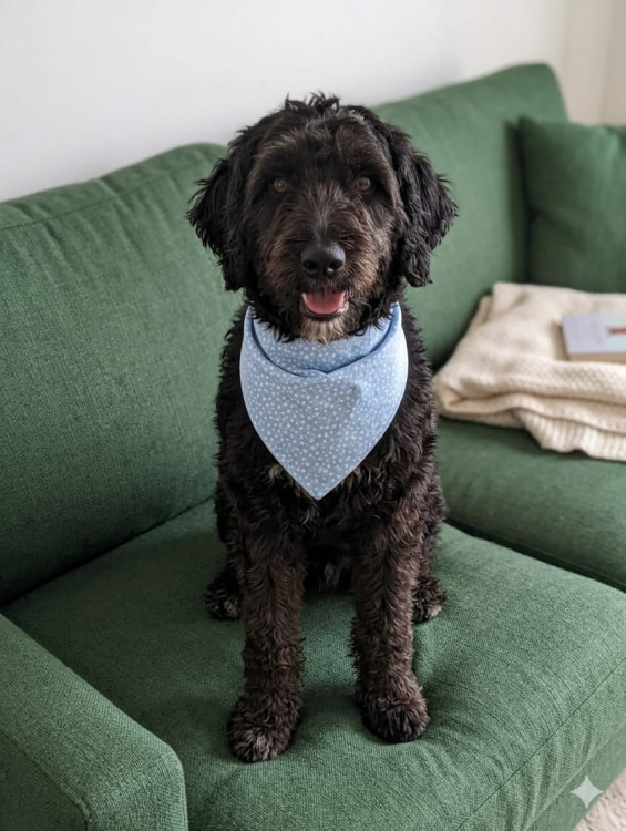 alfredo-fofao-mestico-poodle-adocao-doacao-cachorro-gato-1