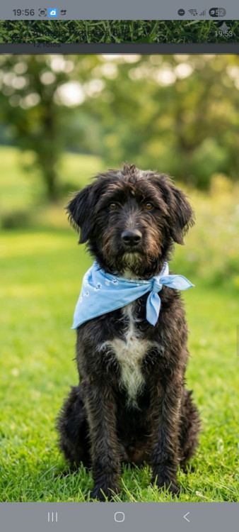 alfredo-fofao-mestico-poodle-adocao-doacao-cachorro-gato-0