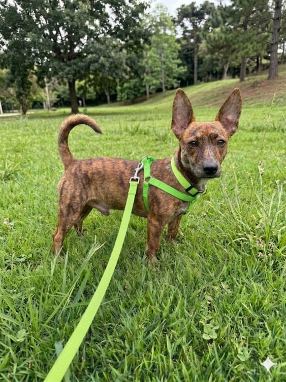 tiquinho-adocao-doacao-cachorro-gato-0