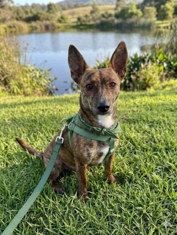 tiquinho-adocao-doacao-cachorro-gato-1