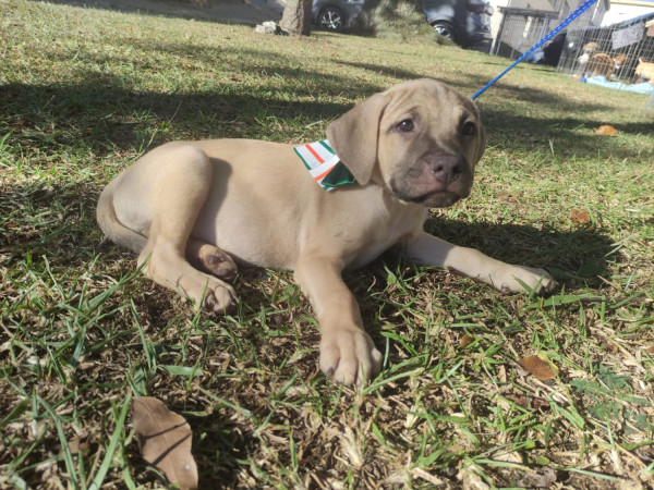 marcos-aocao-adocao-doacao-cachorro-gato-0