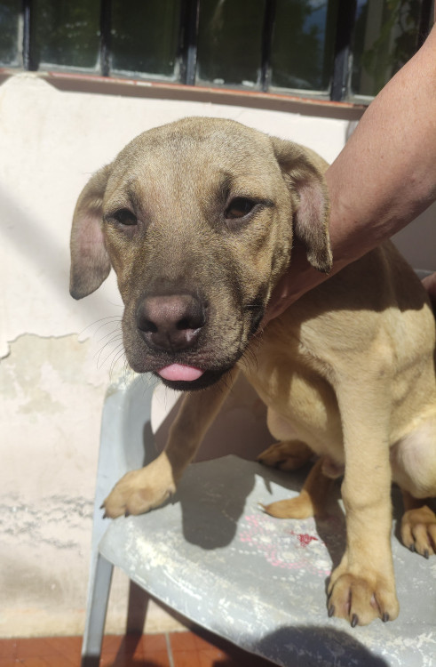 marcos-aocao-adocao-doacao-cachorro-gato-0