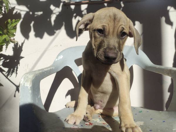 marcos-aocao-adocao-doacao-cachorro-gato-1