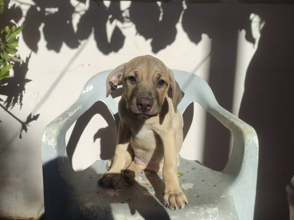 marcos-aocao-adocao-doacao-cachorro-gato-0