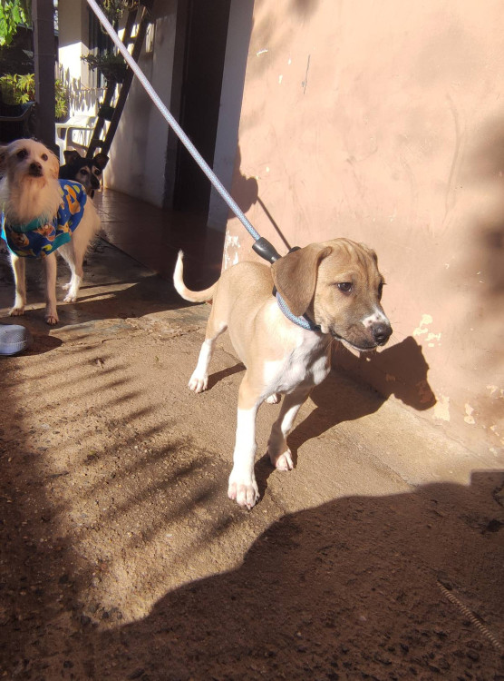cleber-adocao-doacao-cachorro-gato-1