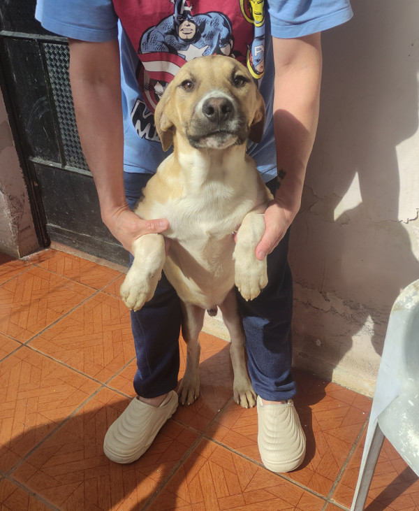 cleber-adocao-doacao-cachorro-gato-1
