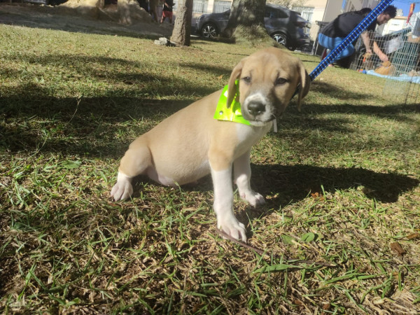 cleber-adocao-doacao-cachorro-gato-0