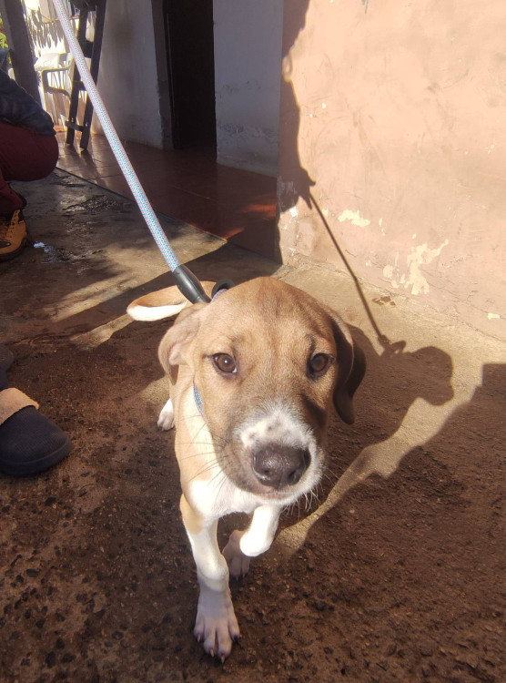 cleber-adocao-doacao-cachorro-gato-0