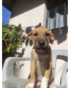 ruan-small-1