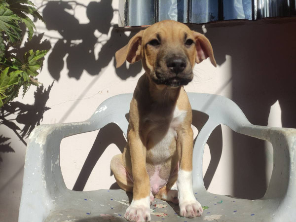 ruan-adocao-doacao-cachorro-gato-2