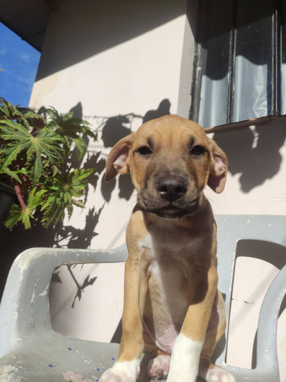ruan-adocao-doacao-cachorro-gato-1