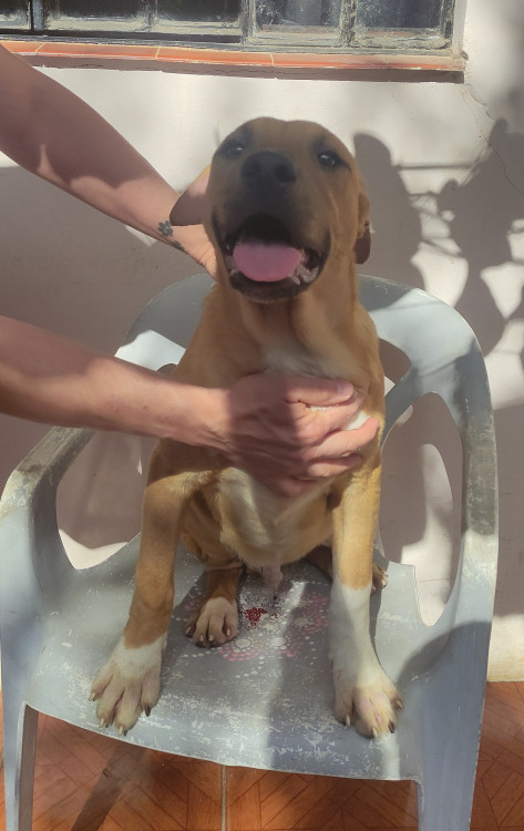 ruan-adocao-doacao-cachorro-gato-1