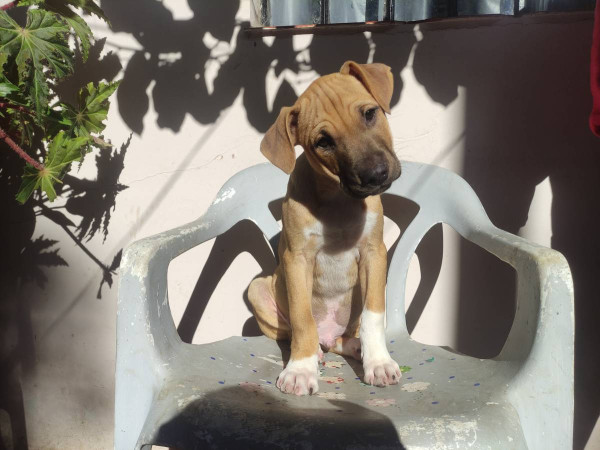 ruan-adocao-doacao-cachorro-gato-0