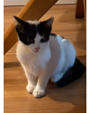 gato-macho-filhote-small-0