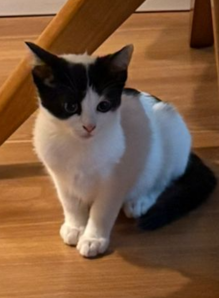 gato-macho-filhote-adocao-doacao-cachorro-gato-0