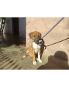 rogerio-small-2