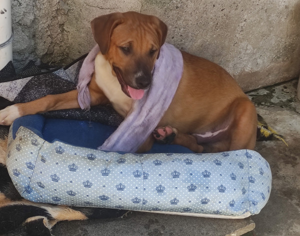 rogerio-adocao-doacao-cachorro-gato-1