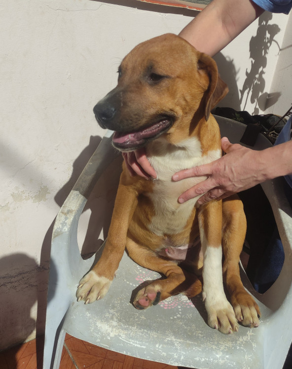 rogerio-adocao-doacao-cachorro-gato-2