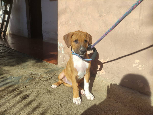 rogerio-adocao-doacao-cachorro-gato-2