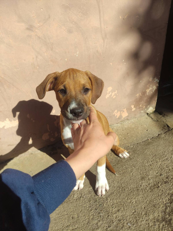 rogerio-adocao-doacao-cachorro-gato-1