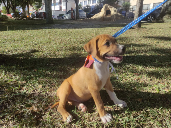 rogerio-adocao-doacao-cachorro-gato-0