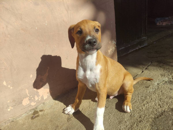 rogerio-adocao-doacao-cachorro-gato-0