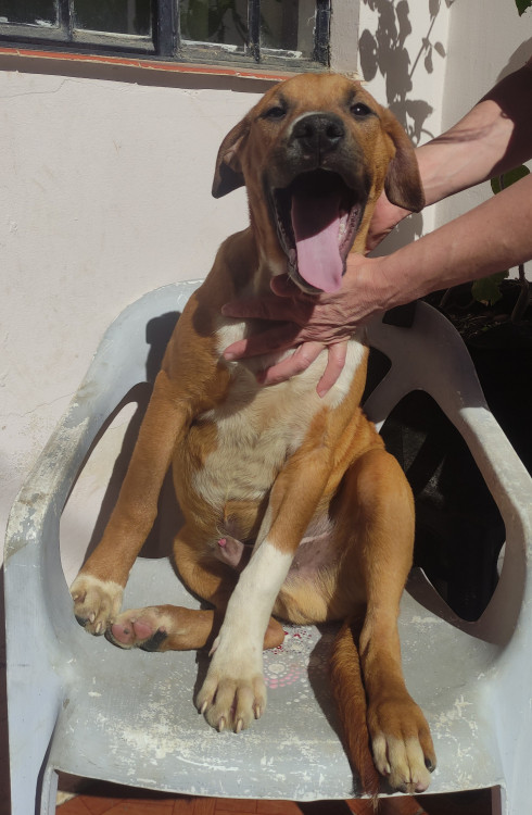 rogerio-adocao-doacao-cachorro-gato-0