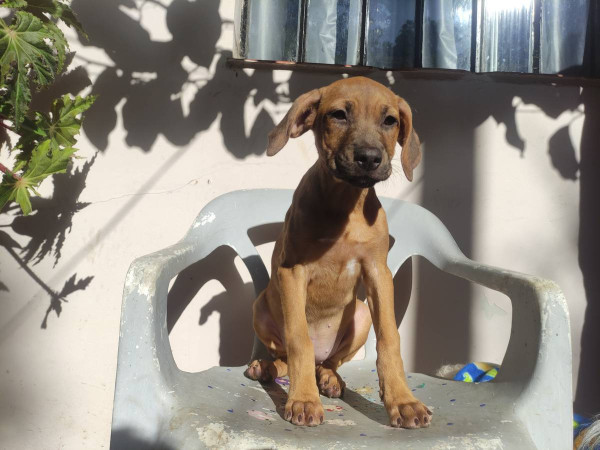 regina-adocao-doacao-cachorro-gato-1