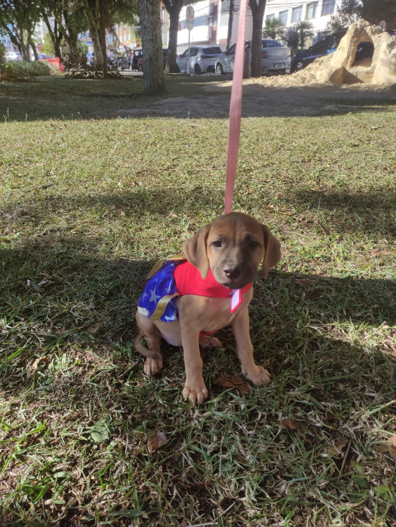 regina-adocao-doacao-cachorro-gato-0