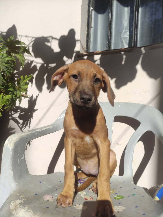 regina-adocao-doacao-cachorro-gato-0