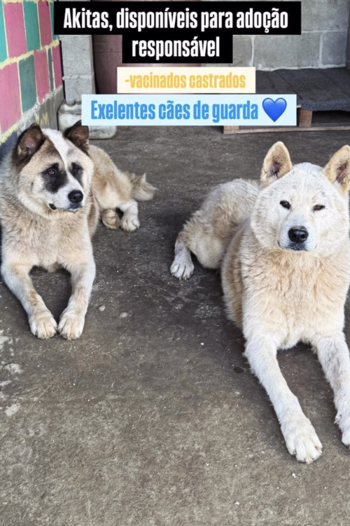 thor-e-zeus-adocao-doacao-cachorro-gato-0