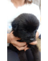 black-small-0