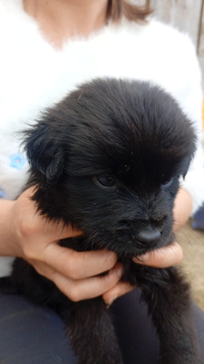 black-adocao-doacao-cachorro-gato-1