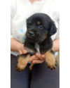 sofia-small-0