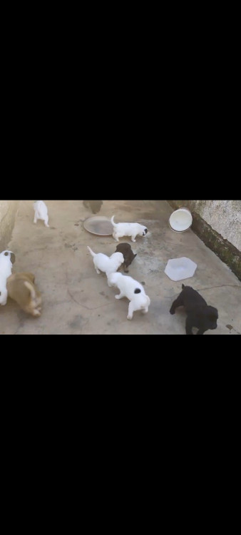 ivo-adocao-doacao-cachorro-gato-1