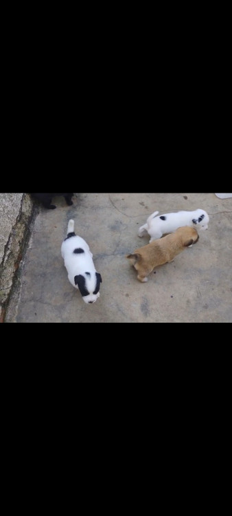 ivo-adocao-doacao-cachorro-gato-2