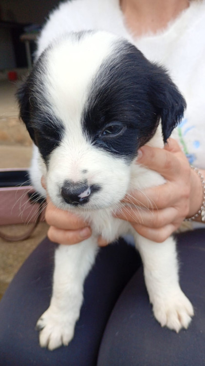 ivo-adocao-doacao-cachorro-gato-0