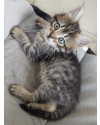 gatinho-lindo-para-adocao-responsavel-small-1