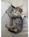 gatinho-lindo-para-adocao-responsavel-small-0