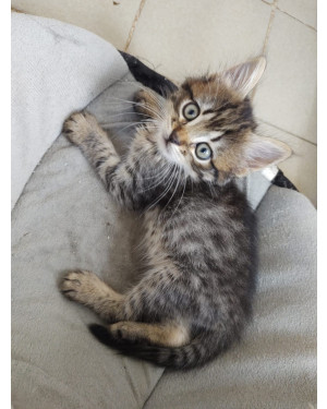 Gatinho lindo para adoção responsável