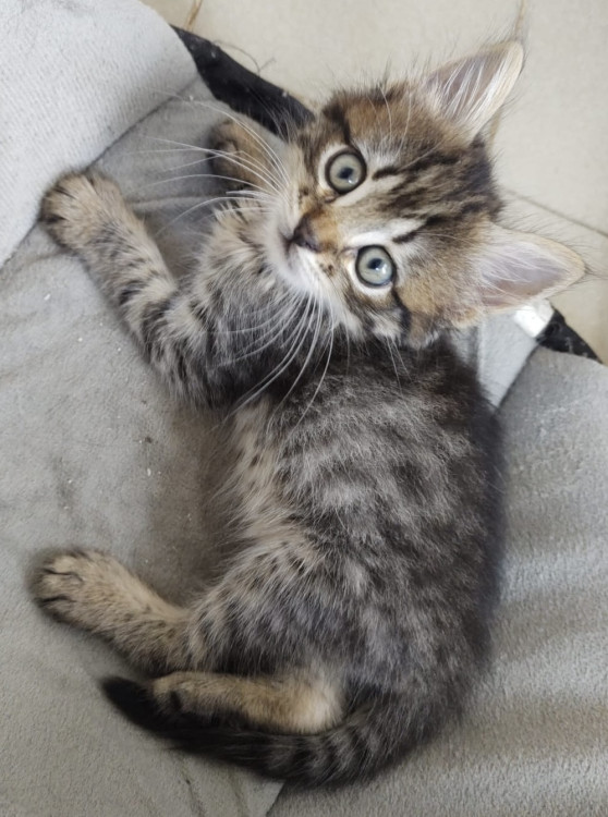 gatinho-lindo-para-adocao-responsavel-adocao-doacao-cachorro-gato-1