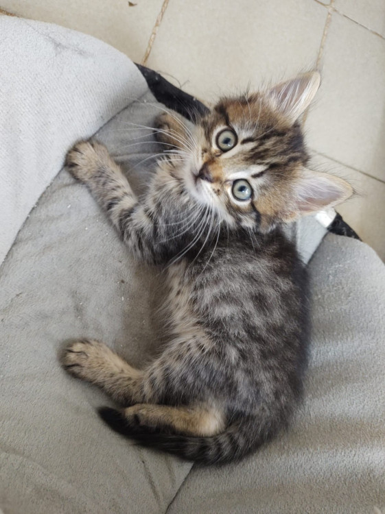 gatinho-lindo-para-adocao-responsavel-adocao-doacao-cachorro-gato-0