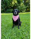 belinha-pequena-small-2
