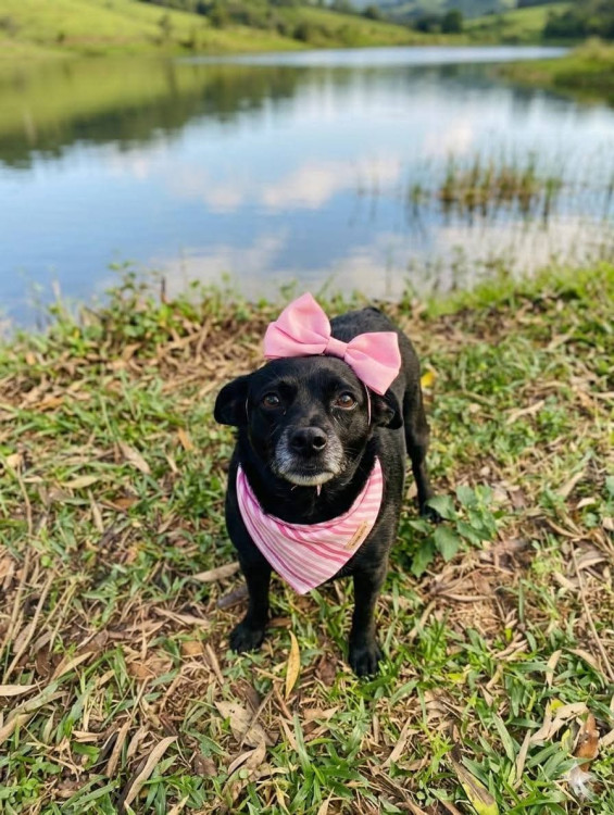 belinha-pequena-adocao-doacao-cachorro-gato-1