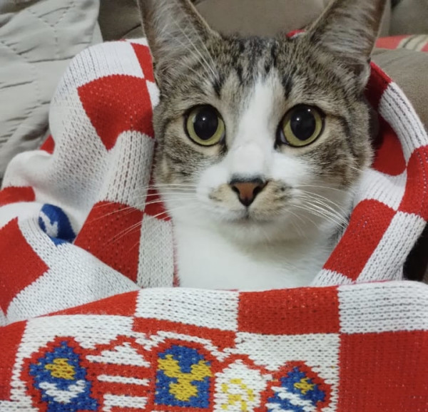 amado-bento-adocao-doacao-cachorro-gato-0