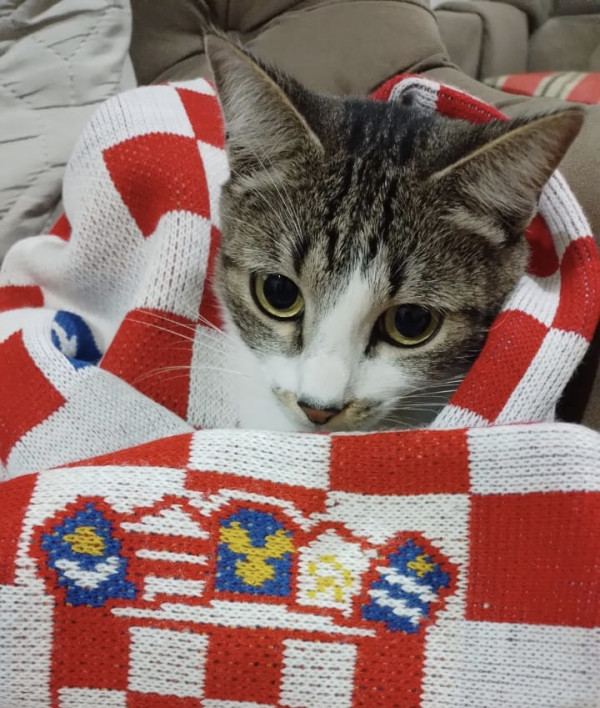 amado-bento-adocao-doacao-cachorro-gato-1