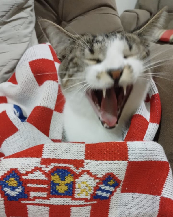 amado-bento-adocao-doacao-cachorro-gato-2