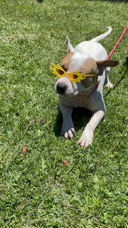 alves-carinhosamente-chamado-de-cabecao-adocao-doacao-cachorro-gato-0